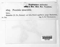 Puccinia emaculata image